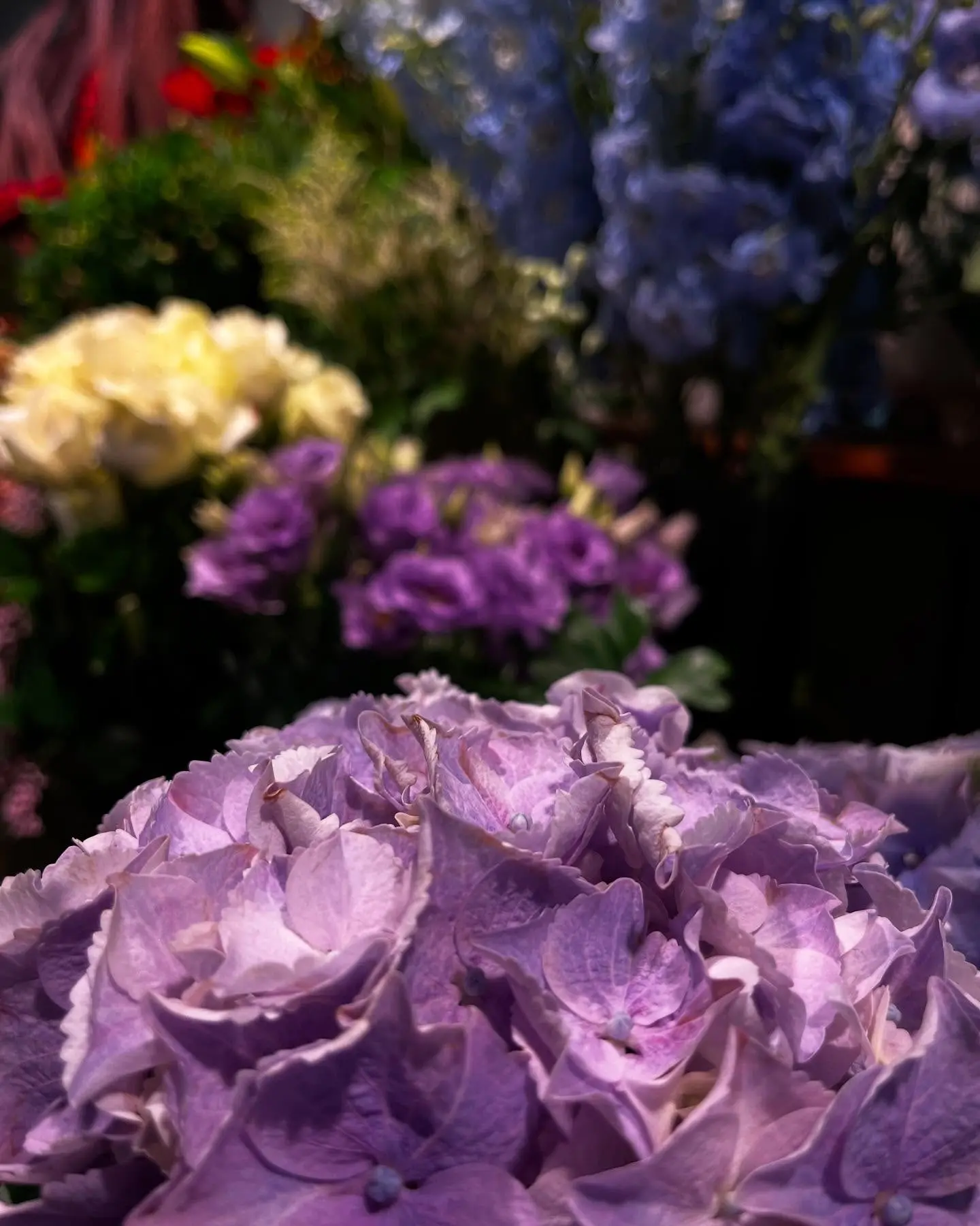 Hortensias mauves et lisianthus