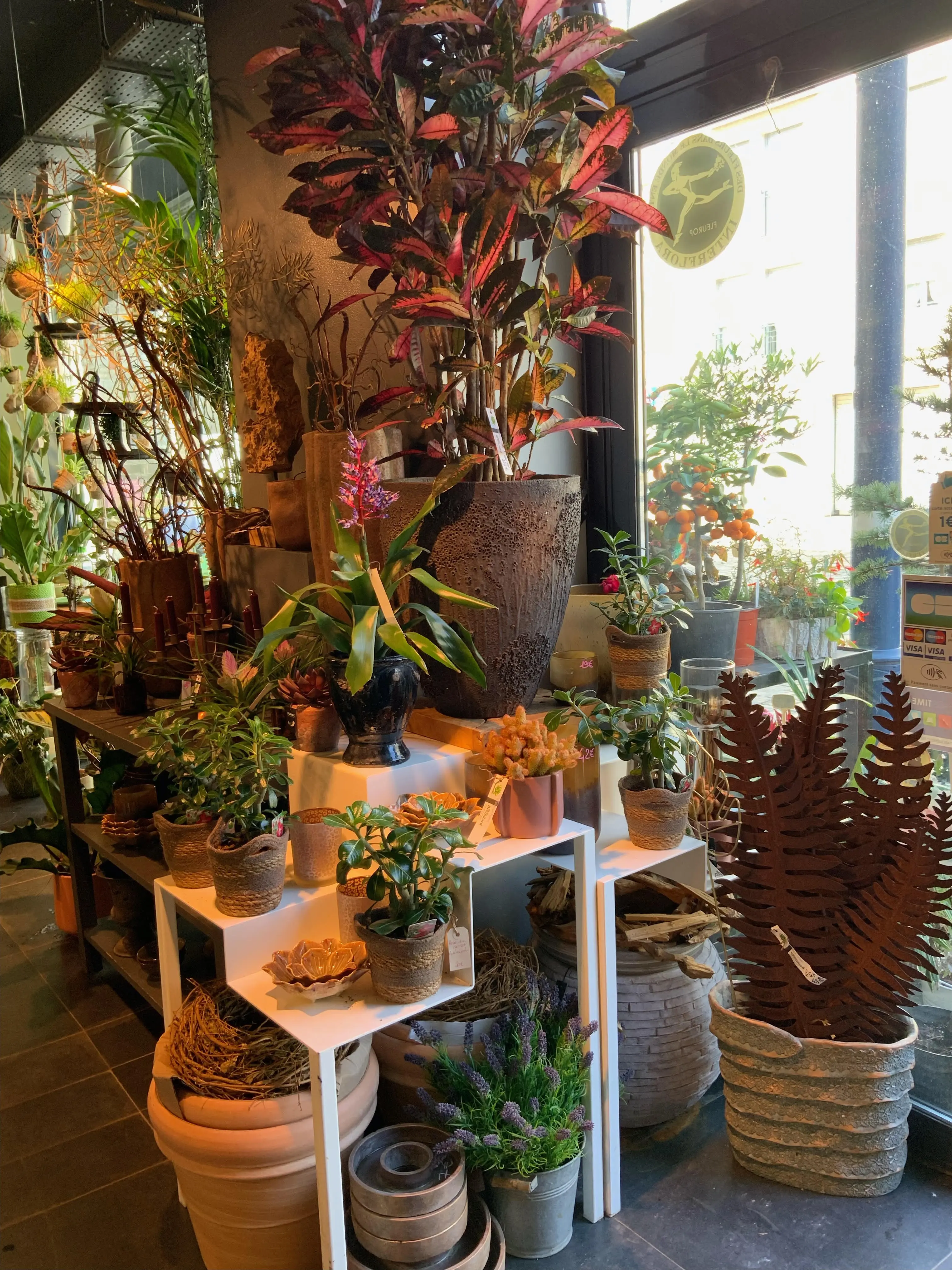 Intérieur boutique avec plantes croton