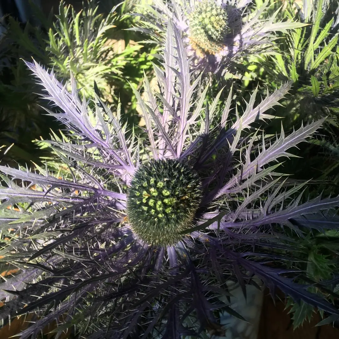 Détail chardon eryngium bleu