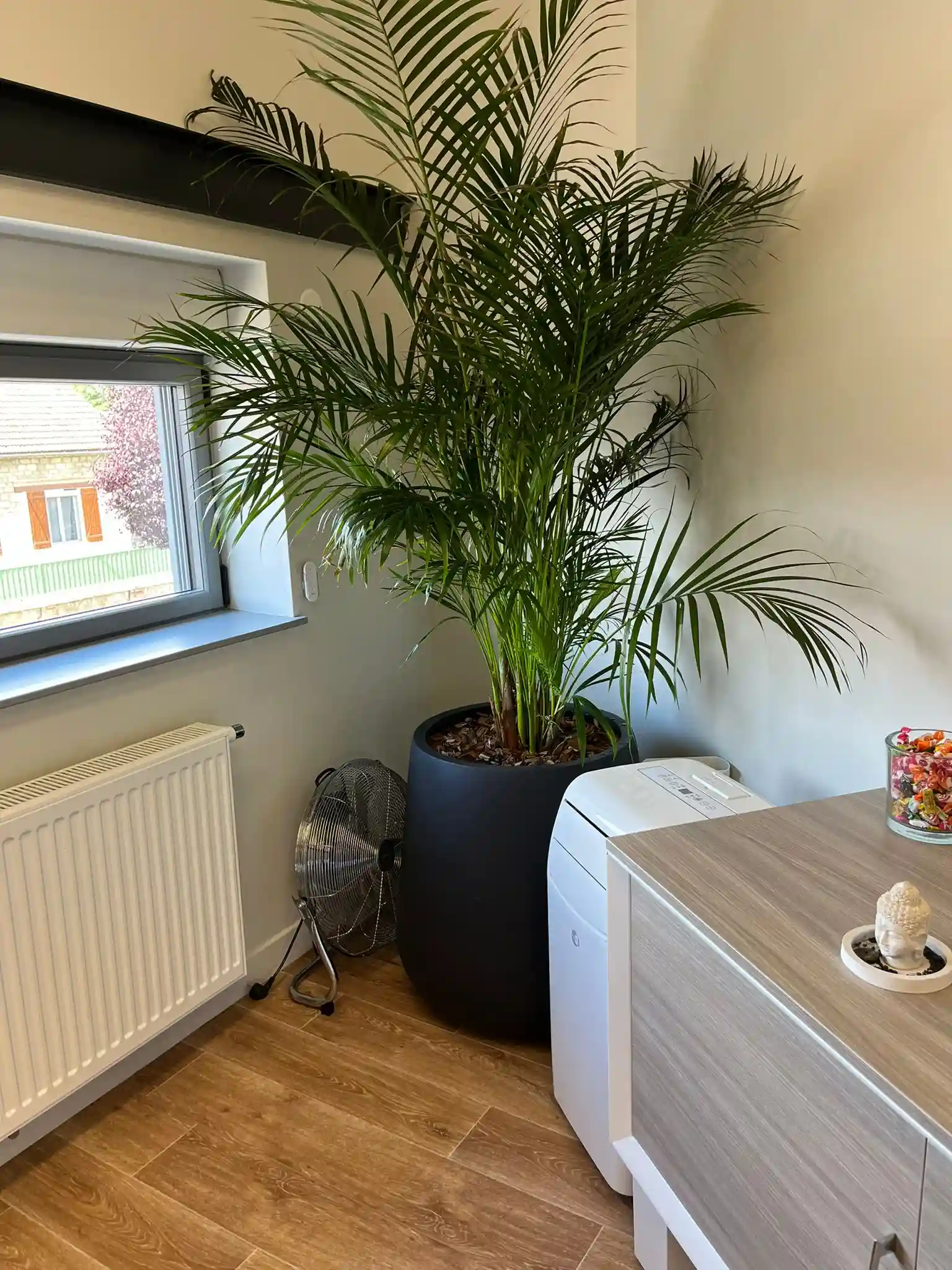 Bureau avec areca en coin