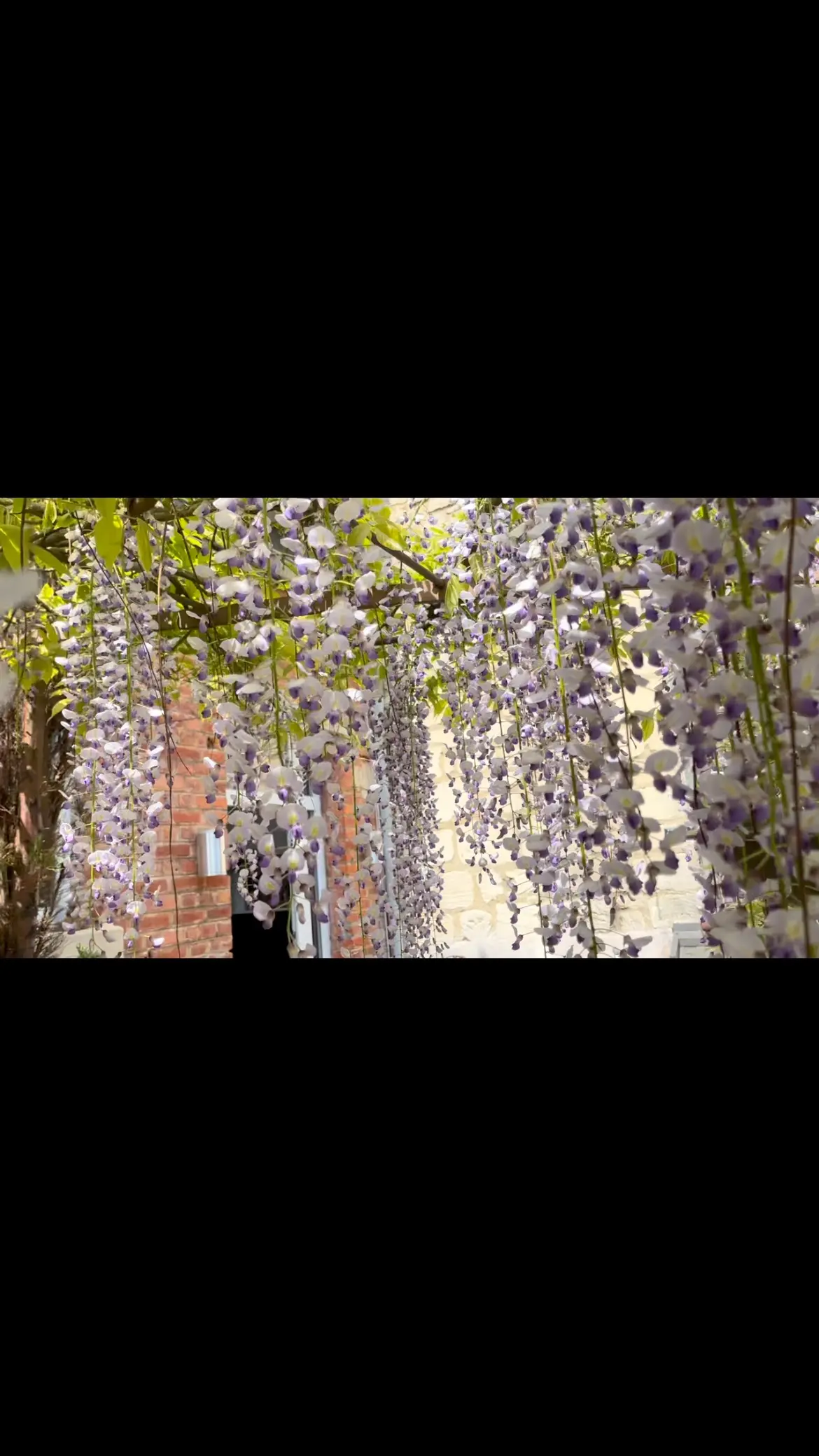 Glycine mauve sur tonnelle au printemps