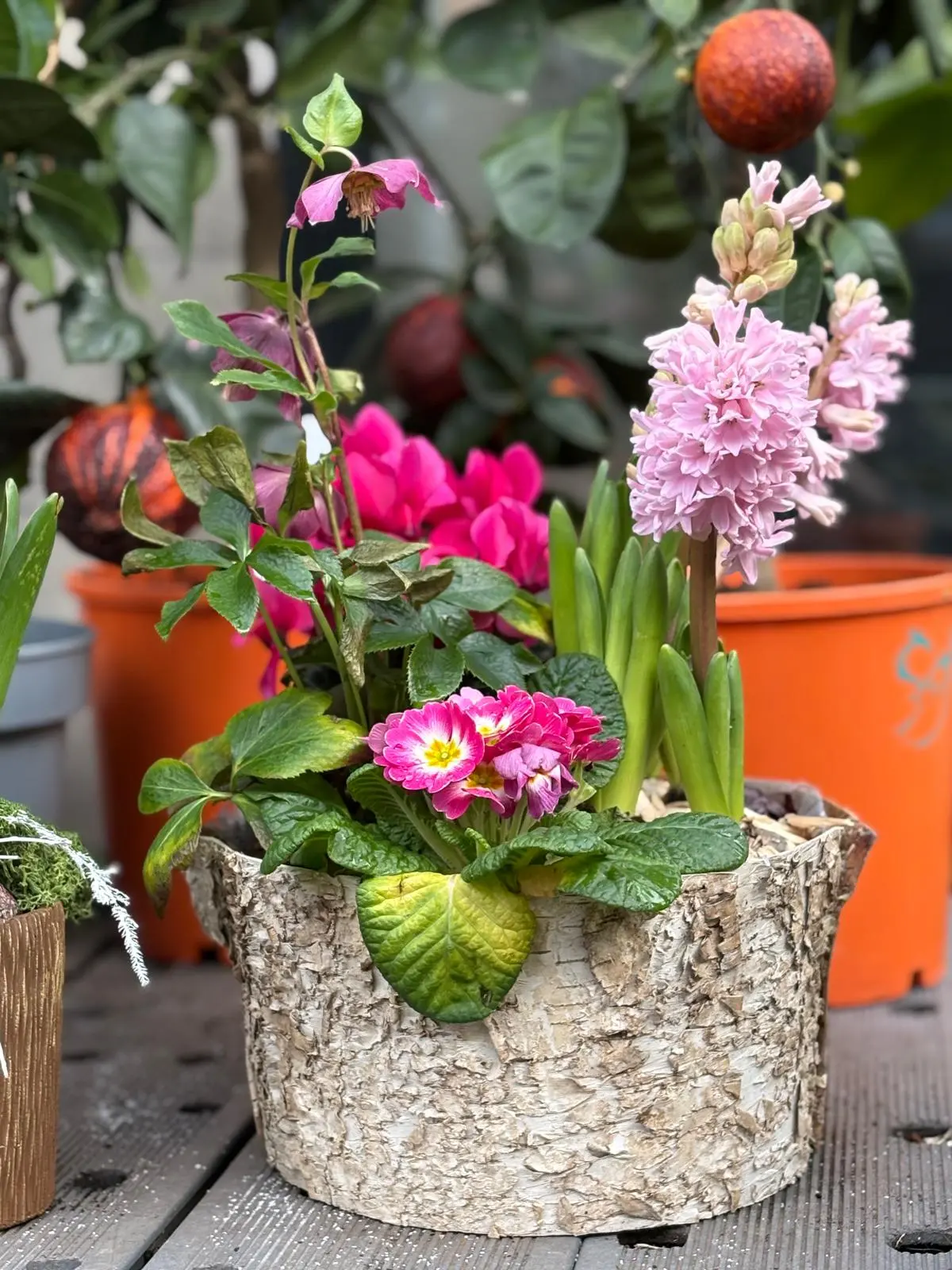 Jardinière en écorce jacinthes et primevères
