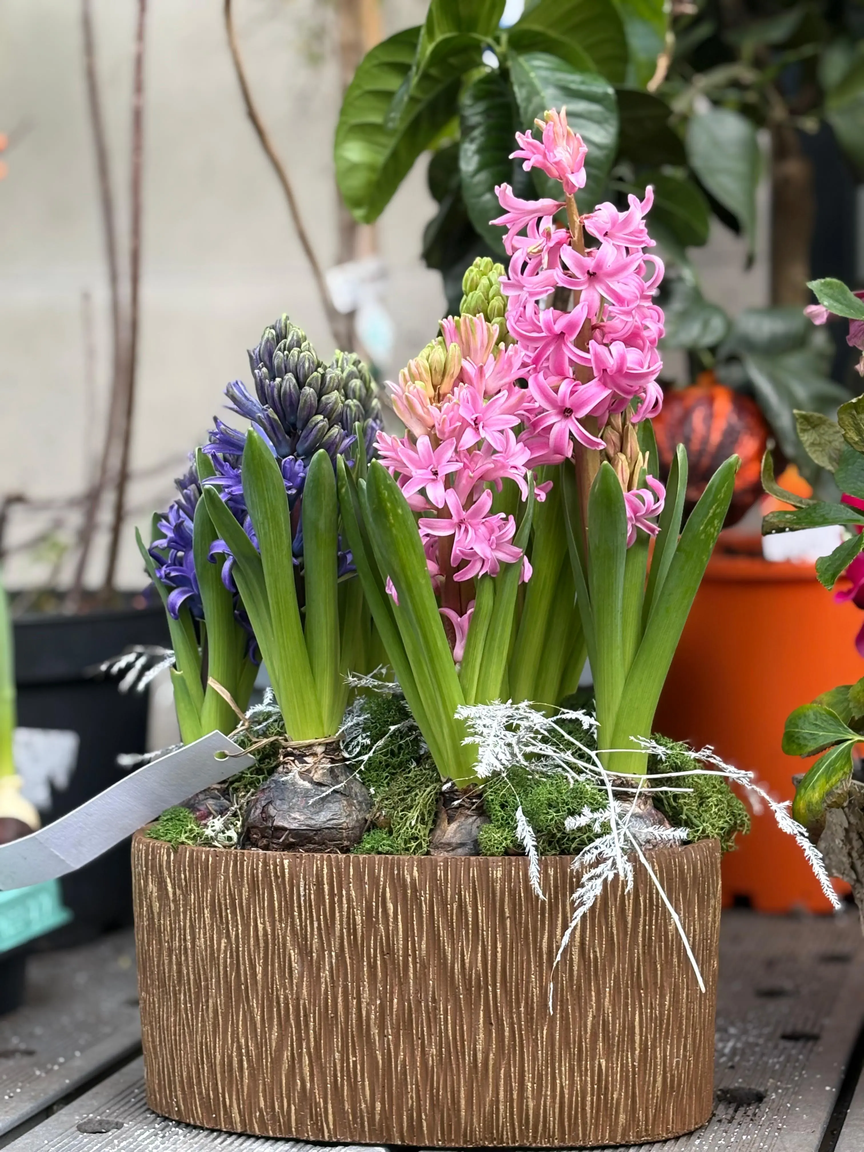 Détail jardinière jacinthes