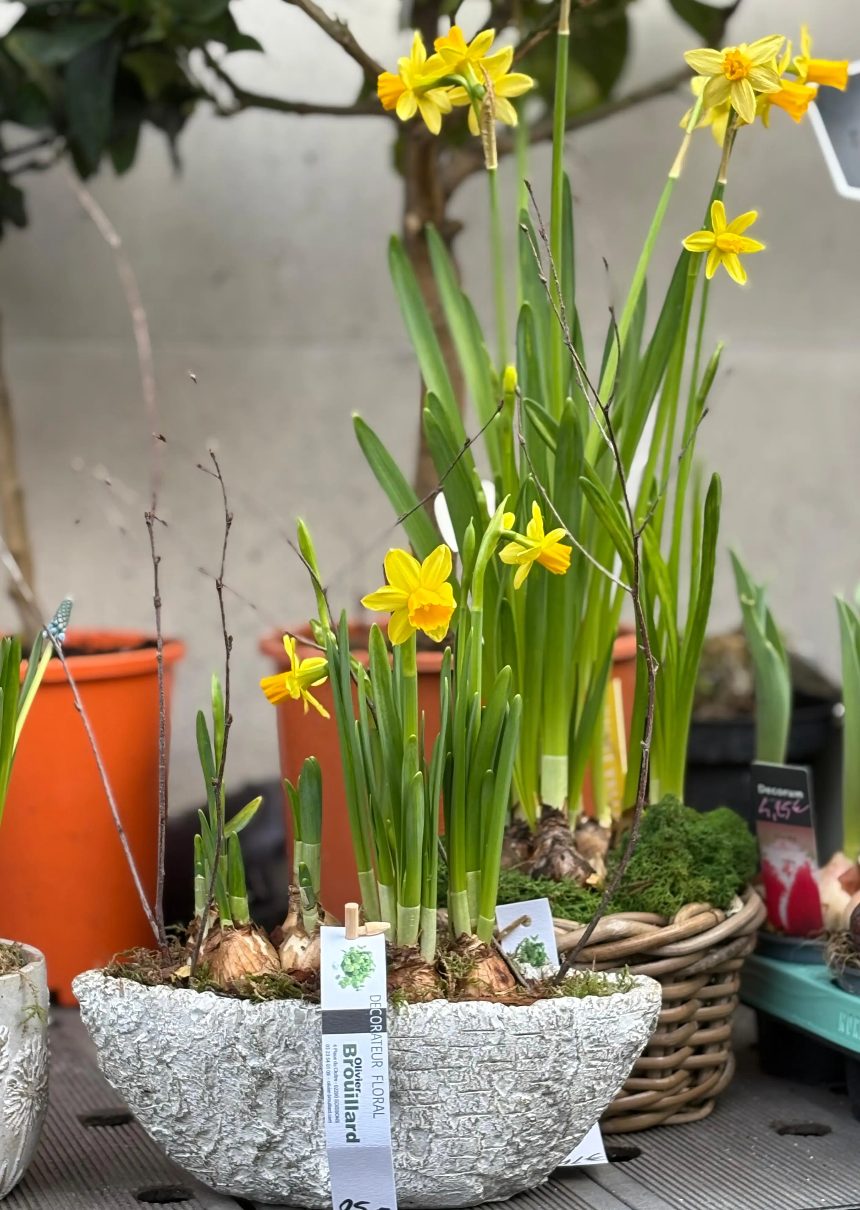 Jardinière vasque jonquilles jaunes