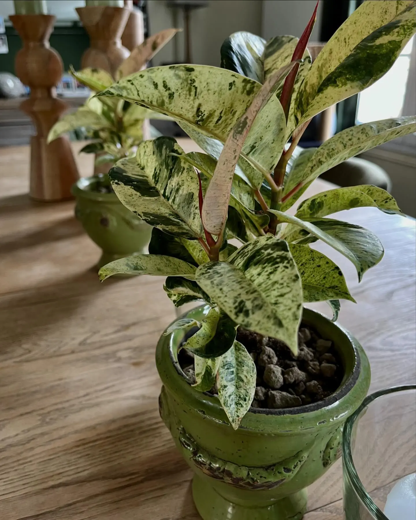 Plante d'intérieur aglaonema en pot vert