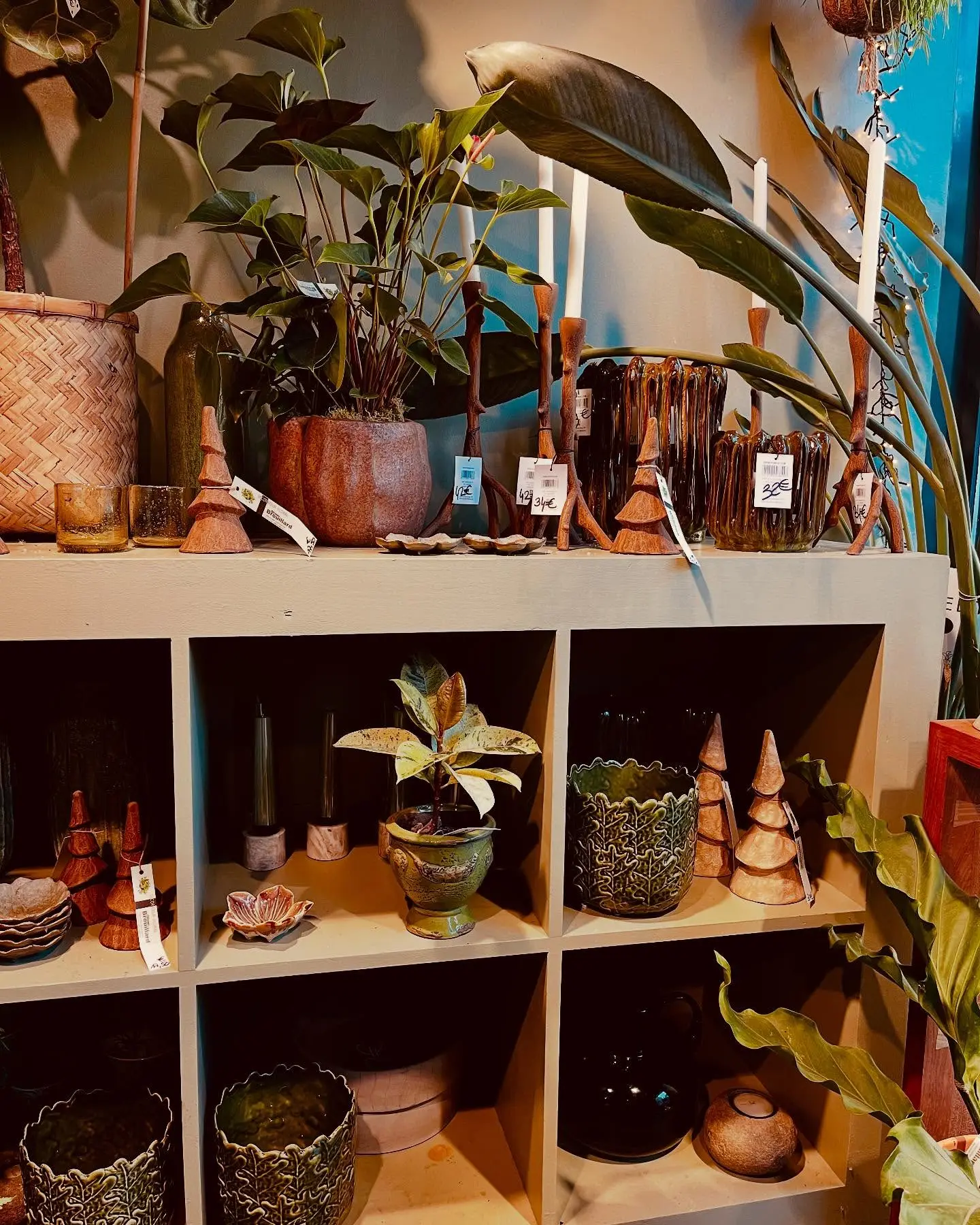 Rayon boutique plantes vertes en pots déco