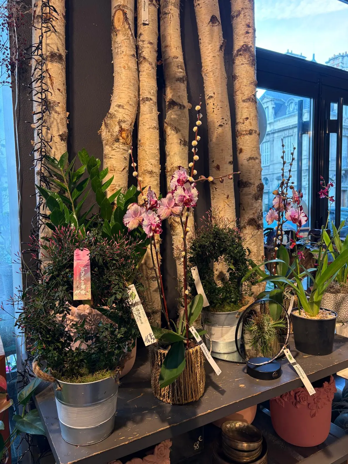 Vitrine avec orchidées et branches de bouleaux