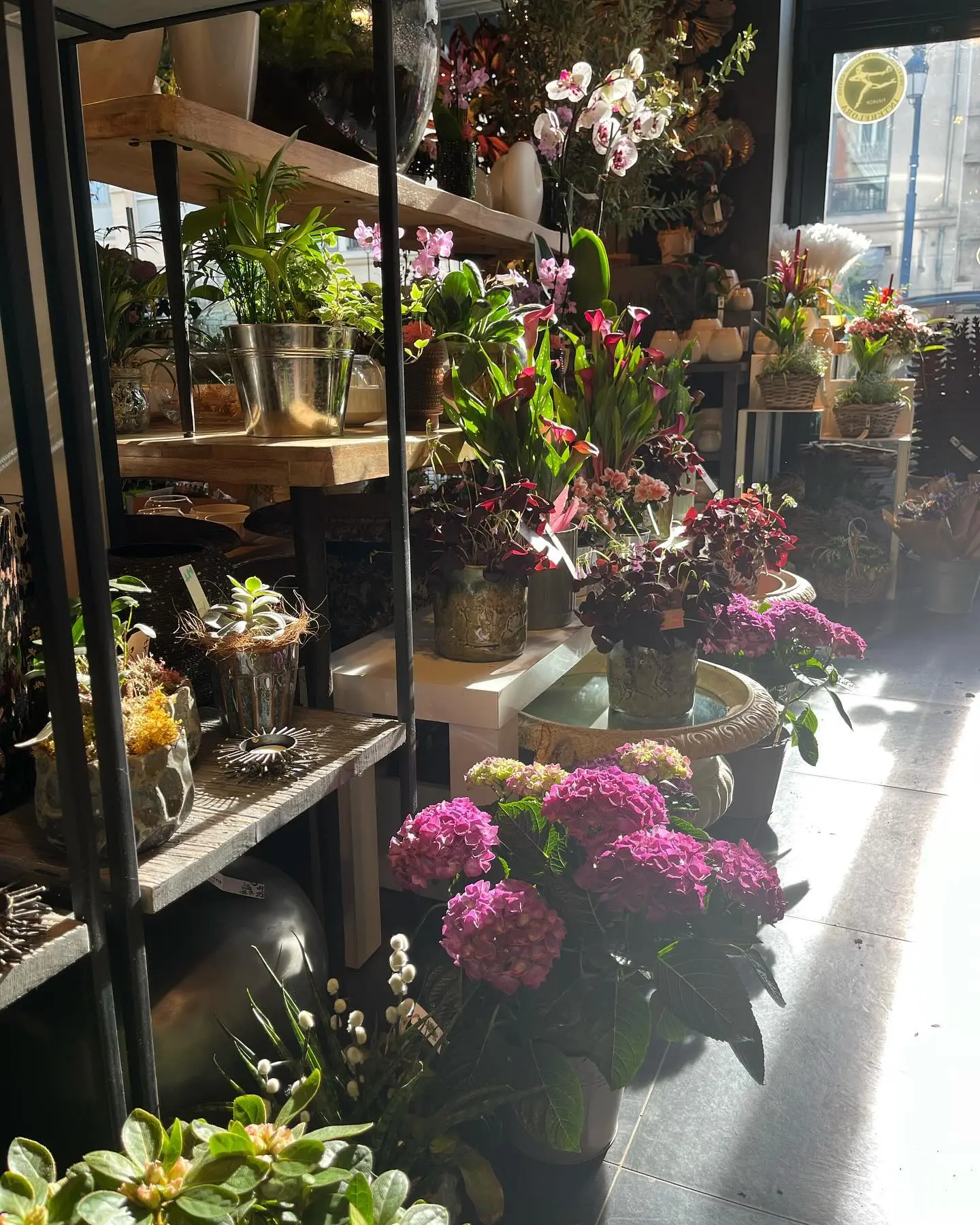Vitrine boutique plantes hortensias et orchidées